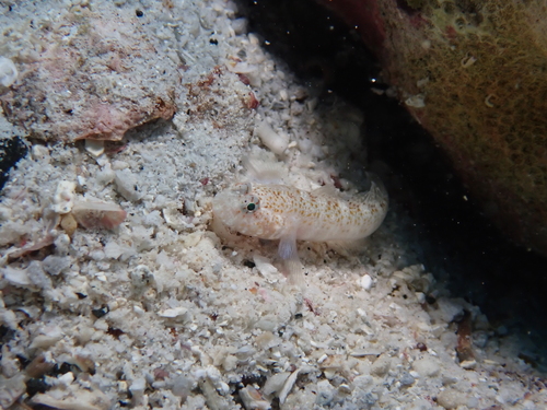 Dwerg-spookgrondel (Chriolepis dialepta) — Gobiidae — 2