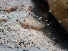 White-Starred Goby photo 2