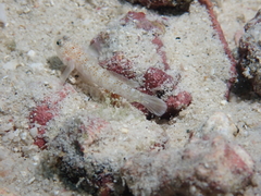 White-Starred Goby photo 4