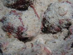 White-Starred Goby photo 3