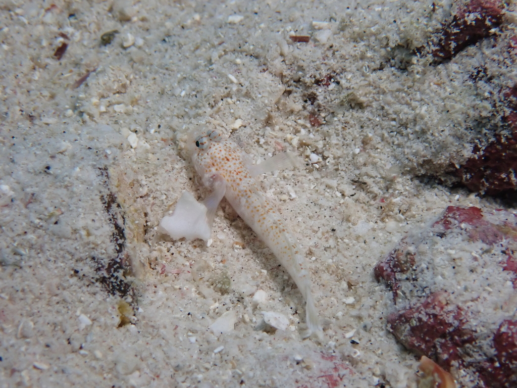 Dwerg-spookgrondel (Chriolepis dialepta) — Gobiidae