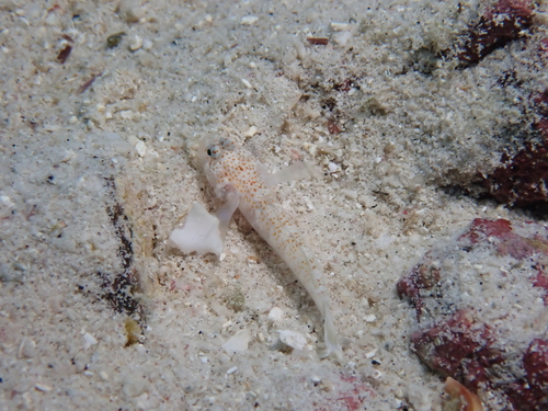 Pygmy goby (Chriolepis dialepta) — Gobiidae
