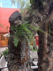 Schinus molle