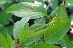 Cornus sericea sericea
