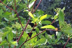 Cornus sericea sericea