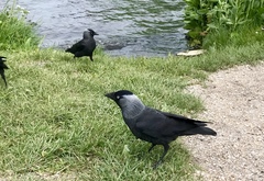 Corvus monedula