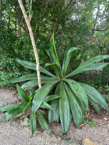 Agave caymanensis