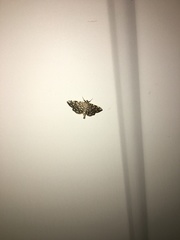Lygropia rivulalis