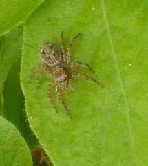 Salticidae