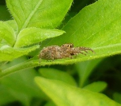 Salticidae