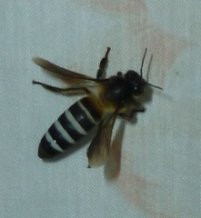 Apis dorsata breviligula