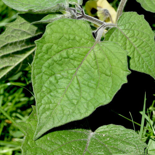 Cape gooseberry