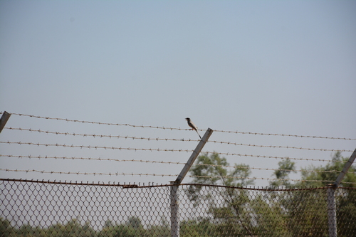 Grey Hypocolius (Hypocolius ampelinus), photo 5