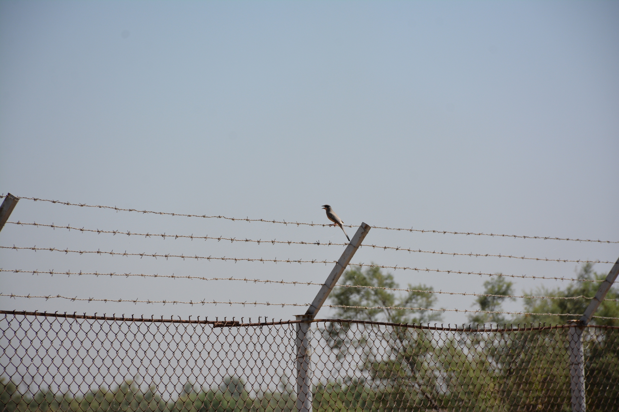 Grey Hypocolius (Hypocolius ampelinus), photo 5