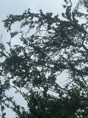 Shake Hand tree (Xylosma bahamensis)