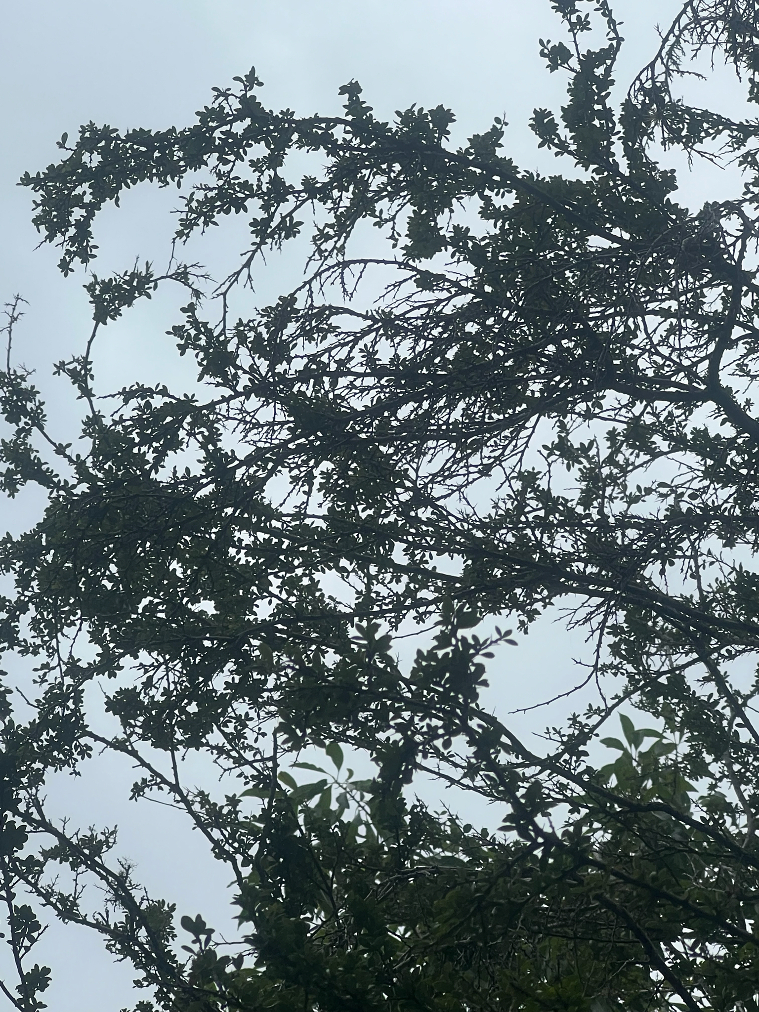 Shake Hand Tree (Xylosma bahamensis)
