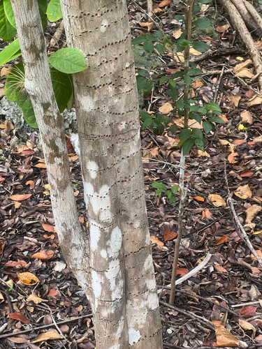 Black Mastic (Terminalia eriostachya)