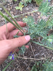 Lupinus kingii