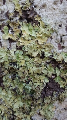 Flavopunctelia praesignis