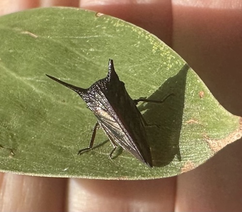 Sarantus nobilis observed 2024-12-24