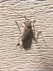 Eburia mutica