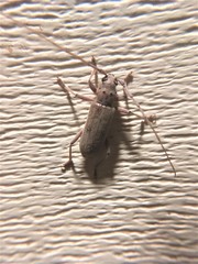 Eburia mutica