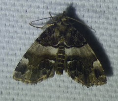 Cutina distincta