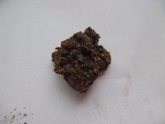 Placidium squamulosum