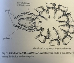 Tanystylum orbiculare