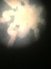 Tanystylum orbiculare