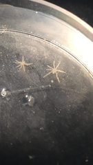 Tanystylum orbiculare