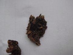 Enchylium coccophorum