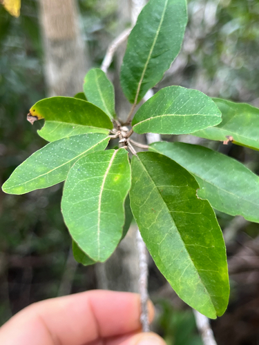 Croton nitens, photograph 4