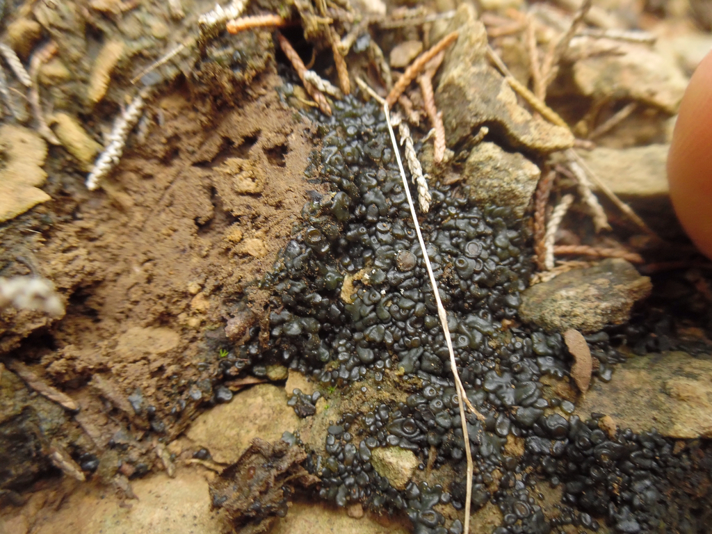 Jelly Lichen