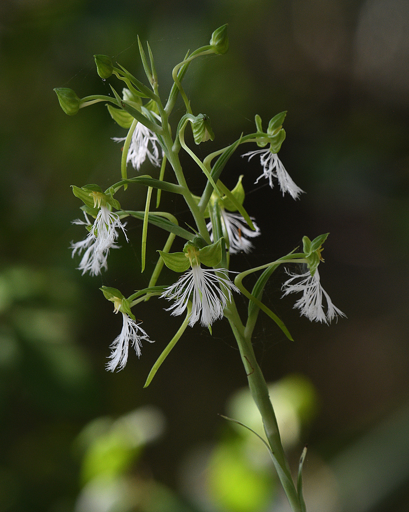 Habenaria medioflexa (Habenaria medioflexa)