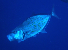 Carangoides