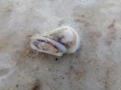 Gibberulus gibberulus