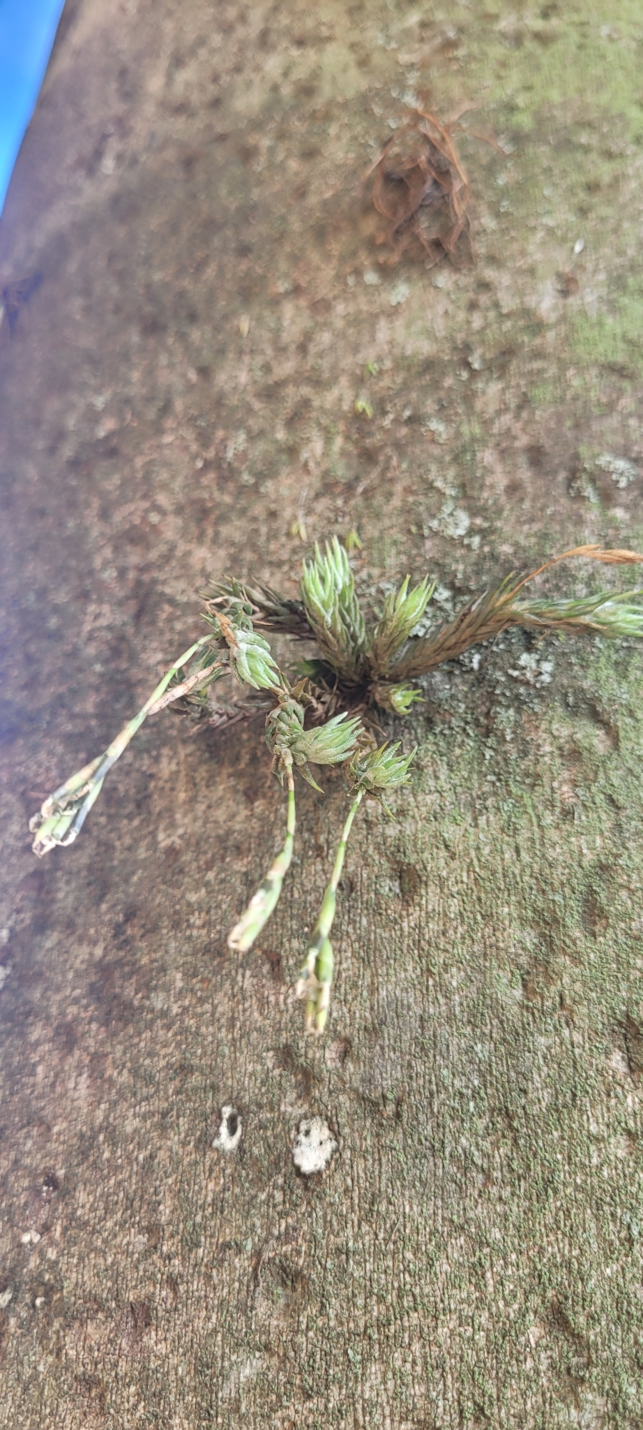 Tillandsia tricholepis