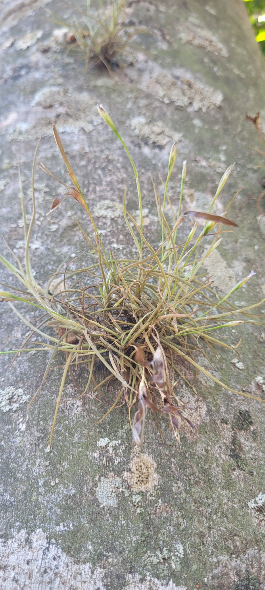 Tillandsia recurvata