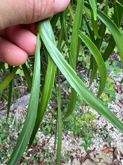 author not stated, no rights reserved Phyllanthus angustifolius, photograph author not stated, no rights reserved