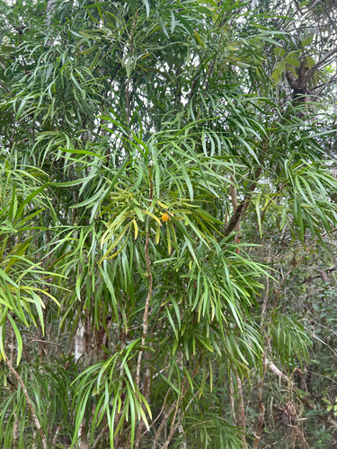 Phyllanthus angustifolius, photograph 2