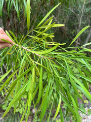 author not stated, no rights reserved Phyllanthus angustifolius, photograph author not stated, no rights reserved