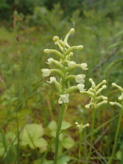 Platanthera clavellata image