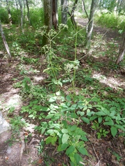Ligusticum canadense