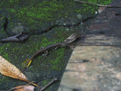 Sphenomorphus indicus