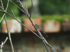 Leptogomphus sauteri formosanus