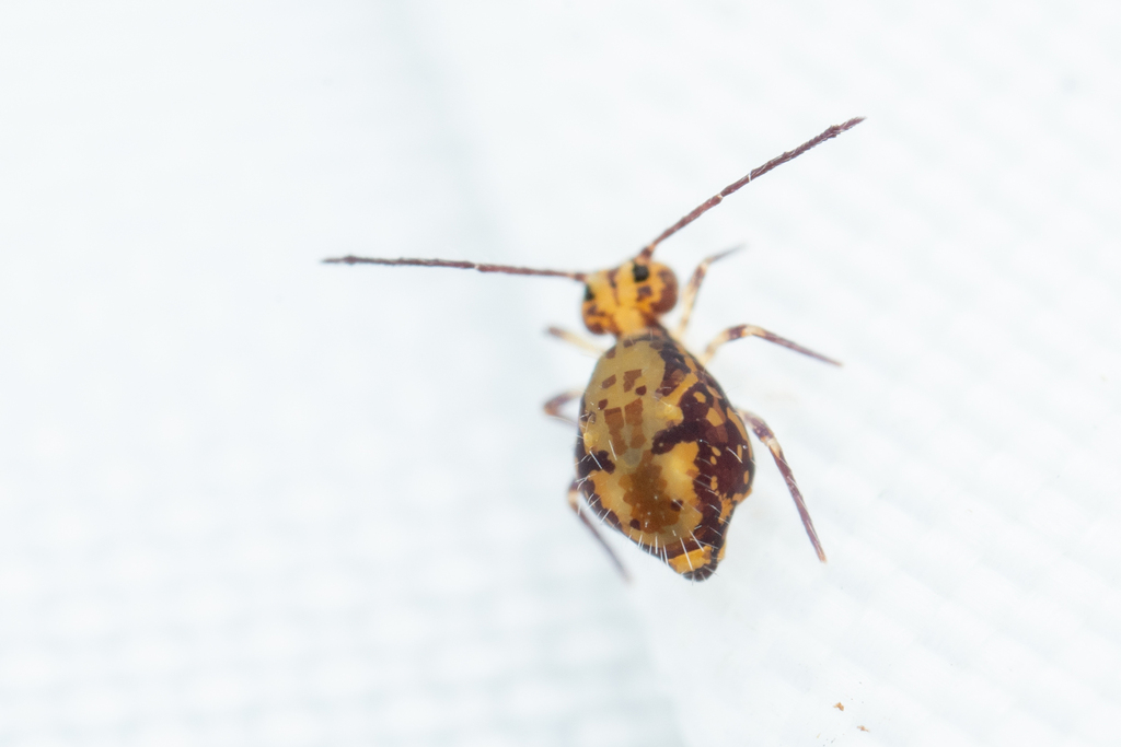 Ptenothrix delongi
