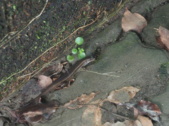 Sphenomorphus indicus