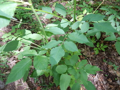 Ligusticum canadense