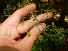 Ligusticum canadense